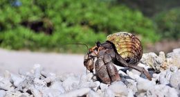 Thousands of protected hermit crabs found smuggled in suitcases