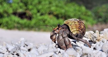 Thousands of protected hermit crabs found smuggled in suitcases