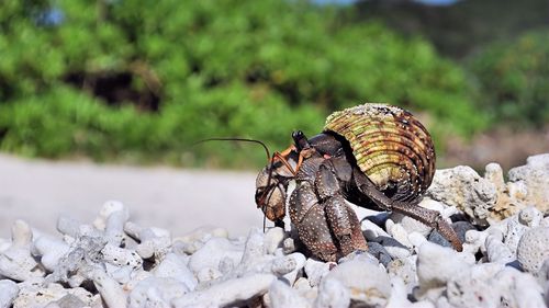 Thousands of protected hermit crabs found smuggled in suitcases