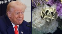 Trump admin sued for removing marine protections