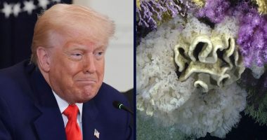 Trump admin sued for removing marine protections