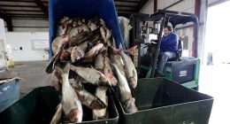 Trump administration promises Illinois it will pay to keep carp out of the Great Lakes