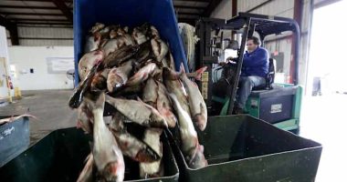 Trump administration promises Illinois it will pay to keep carp out of the Great Lakes
