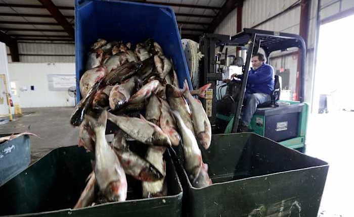 Trump administration promises Illinois it will pay to keep carp out of the Great Lakes