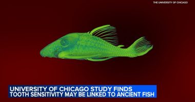 University of Chicago study finds tooth sensitivity may be linked to ancient fish, led by Dr. Yara Haridy