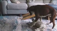 VIDEO: Dog saves another dog who was having seizure, couple says