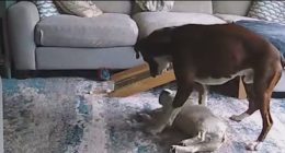 VIDEO: Dog saves another dog who was having seizure, couple says