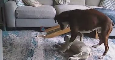 VIDEO: Dog saves another dog who was having seizure, couple says