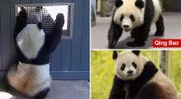 Video captures pandas getting flirty at National Zoo, a hopeful sign they'll make cute baby pandas in the future