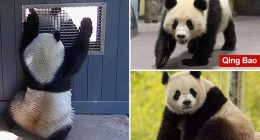Video captures pandas getting flirty at National Zoo, a hopeful sign they'll make cute baby pandas in the future