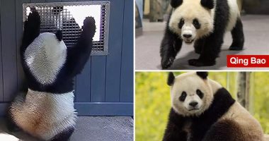 Video captures pandas getting flirty at National Zoo, a hopeful sign they'll make cute baby pandas in the future