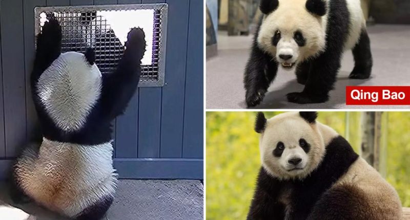 Video captures pandas getting flirty at National Zoo, a hopeful sign they'll make cute baby pandas in the future