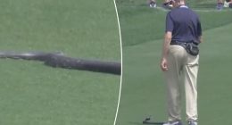Watch as volunteer gets close to massive snake at PGA Championship