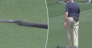 Watch as volunteer gets close to massive snake at PGA Championship