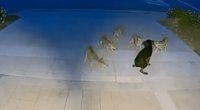 A dog facing off against a pack of coyotes.