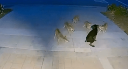 A dog facing off against a pack of coyotes.