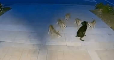 A dog facing off against a pack of coyotes.