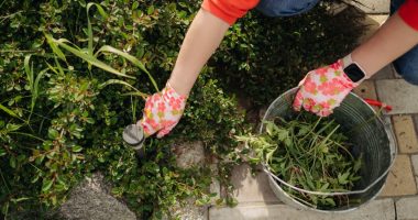 Weeding the garden is annoying, but these tools make it easier