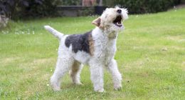 What's your pet saying? AI could help translate into words