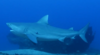 Memorial Day weekend is usually around the time when shark sightings begin off Cape Cod.