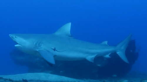 Memorial Day weekend is usually around the time when shark sightings begin off Cape Cod.