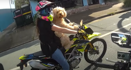 ï»¿A woman has been fined for riding a motorbike with a dog strapped to her chest in a Temu harï»¿ness on Queensland's Sunshine Coast.