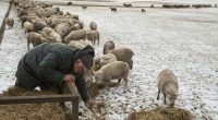 Yes, NZ still has more sheep than people. But humans are catching up