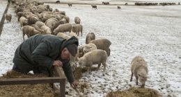 Yes, NZ still has more sheep than people. But humans are catching up