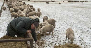 Yes, NZ still has more sheep than people. But humans are catching up