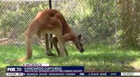 Young kangaroo hops around Florida town after brazen escape, owner charged