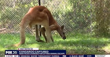 Young kangaroo hops around Florida town after brazen escape, owner charged