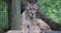 ZooTampa mourning Florida panther who spent 8 years 'charming' guests