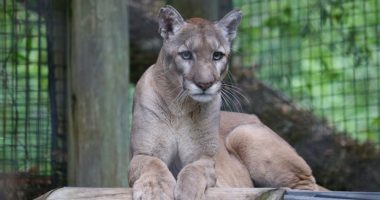 ZooTampa mourning Florida panther who spent 8 years 'charming' guests