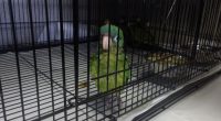 28 parrots, 3 chickens seized at California ports of entry