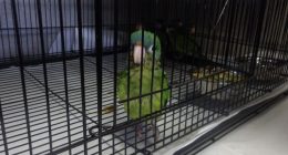 28 parrots, 3 chickens seized at California ports of entry