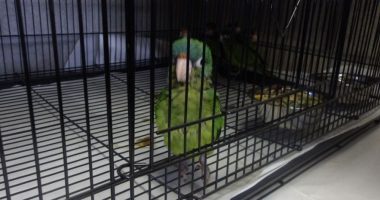 28 parrots, 3 chickens seized at California ports of entry