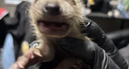 Baby raccoon saved
