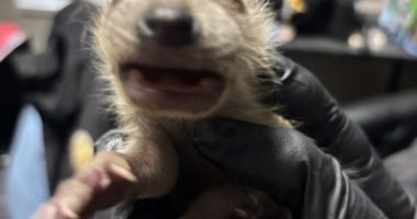 Baby raccoon saved