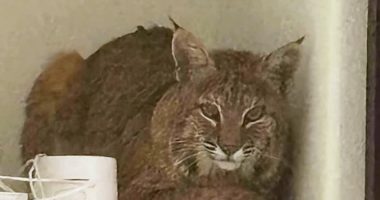 Bobcat found in Ken Caryl home