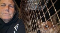 California woman reunites missing dogs with their families