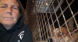 California woman reunites missing dogs with their families