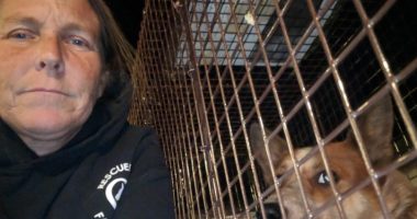 California woman reunites missing dogs with their families