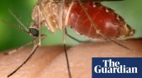 Climate change could bring insect-borne tropical diseases to UK, scientists warn