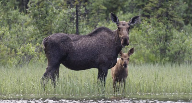 Colorado wildlife officials warn of moose attacks
