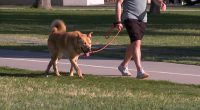 Denver dog walker warns app users after being scammed by another user