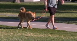 Denver dog walker warns app users after being scammed by another user