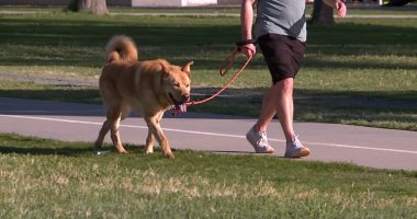 Denver dog walker warns app users after being scammed by another user