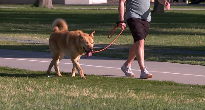 Denver dog walker warns app users after being scammed by another user
