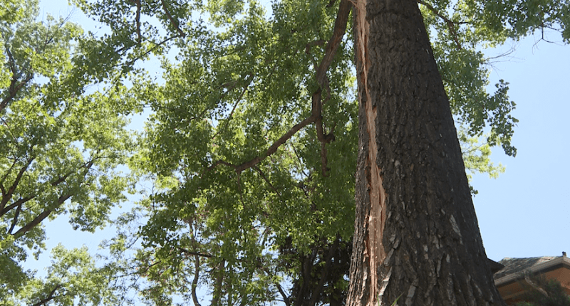 Denver woman struck by lightning after it hits tree in front of her window