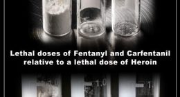 Elephant tranquilizer caused California man's death: Medical examiner